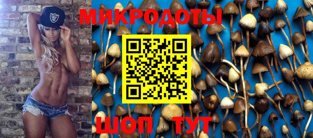 Галлюциногенные грибы Psilocybe Гатчина